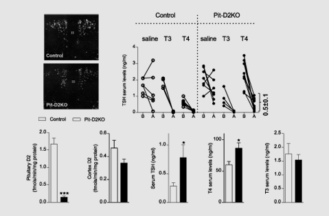 Coordination of hypothalamic and pituitary T3-production regulates TSH-expression