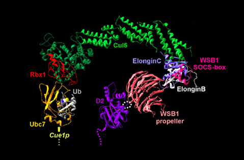 Deiodinases_&_Thyroid_Hormone_Homeostasis_04